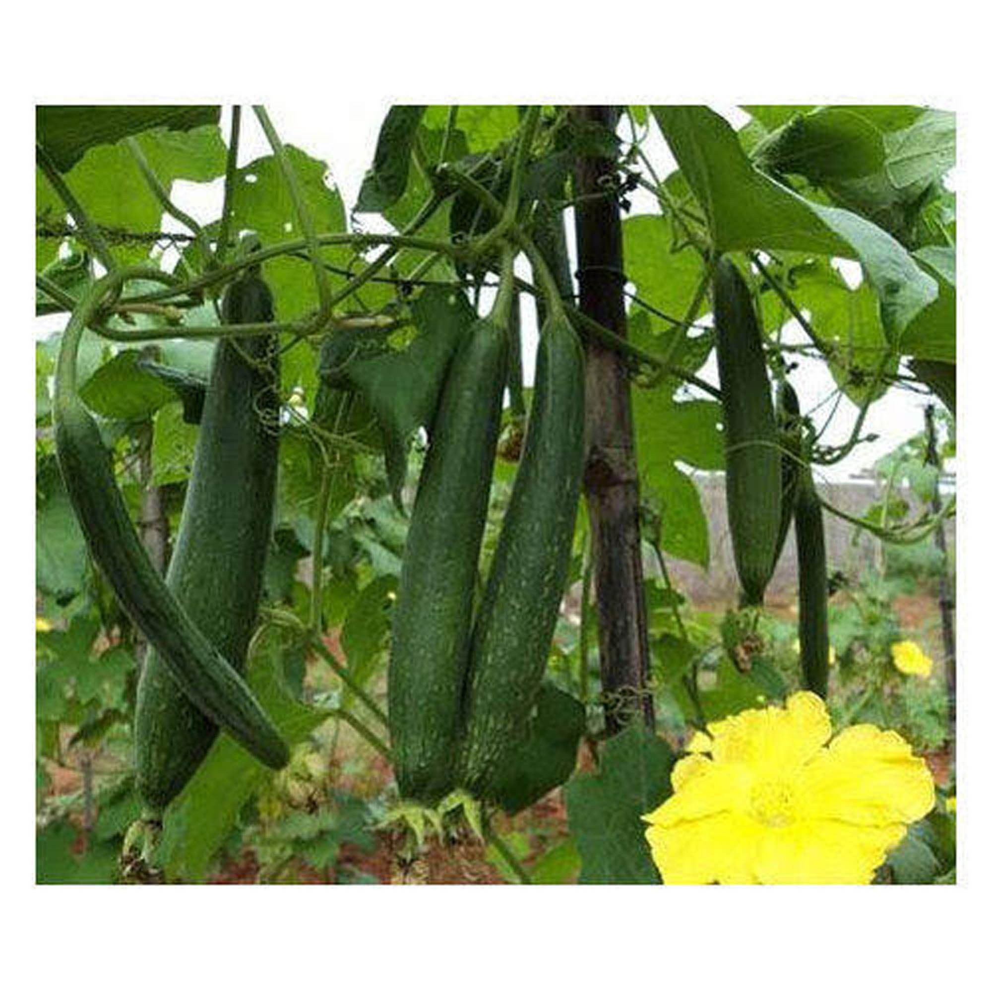 Sponge Gourd